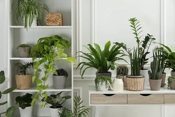 Grüne Topfpflanzen Auf Tisch Und Regalen Haus — Stockfoto