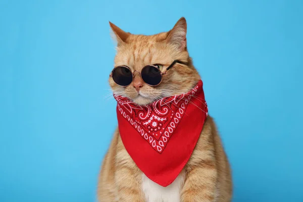 Χαριτωμένη Γάτα Τζίντζερ Μπαντάνα Και Γυαλιά Ηλίου Γαλάζιο Φόντο Αξιαγάπητο — Φωτογραφία Αρχείου