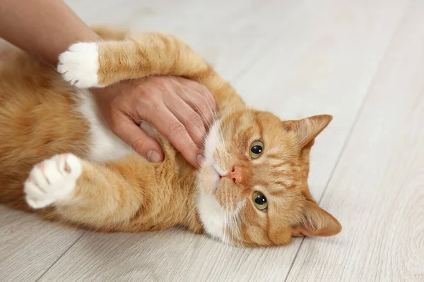 Woman petting cute ginger cat on floor at home, closeup