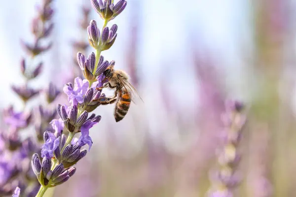 Včela Sbírá Nektar Krásné Levandulové Květiny Venku Detailní Záběr Mezera — Stock fotografie