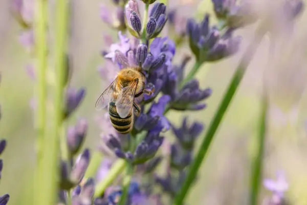 Honeybee Collecting Nectar Beautiful Lavender Flower Outdoors Closeup — Stock Photo, Image