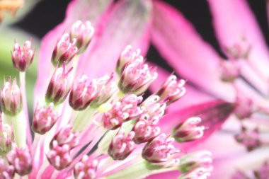 Bulanık arkaplanda güzel pembe çiçeklerin makro fotoğrafı