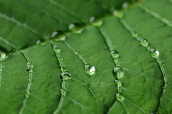 Textura Folha Verde Com Gotas Água Como Fundo Macro — Fotografia de Stock