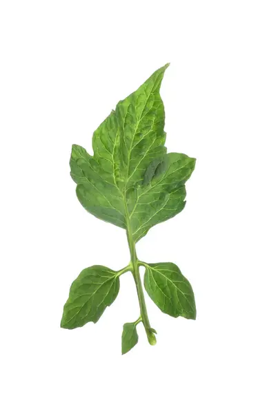 Świeże Zielone Liście Pomidora Wiśniowego Izolowane Białym — Zdjęcie stockowe