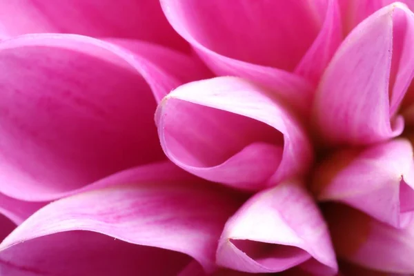 Schöne Dahlienblüte Mit Rosa Blütenblättern Als Hintergrund Makroansicht — Stockfoto