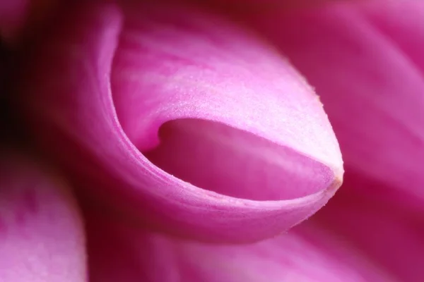 Wunderschönes Rosafarbenes Blütenblatt Der Dahlienblüte Als Hintergrund Makroaufnahme — Stockfoto