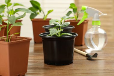 Toprak, bahçe küreği ve ahşap masada sprey şişesiyle plastik kaplarda yetişen tohumlar.