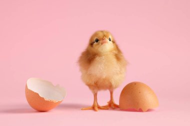 Şirin piliç ve pembe arka planda yumurta kabuğu parçaları, yakın plan. Yavru hayvan