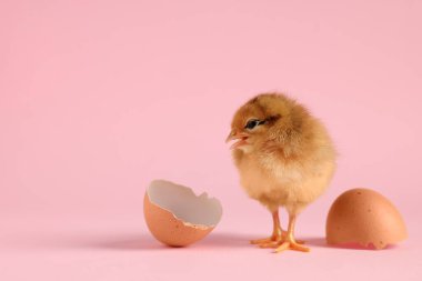 Şirin piliç ve pembe arka planda yumurta kabuğu parçaları, mesaj için yeri olan yakın plan. Yavru hayvan