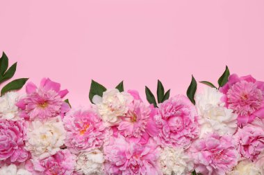 Güzel şakayık çiçekleri ve pembe arka planda yeşil yapraklar. Metin için boşluk