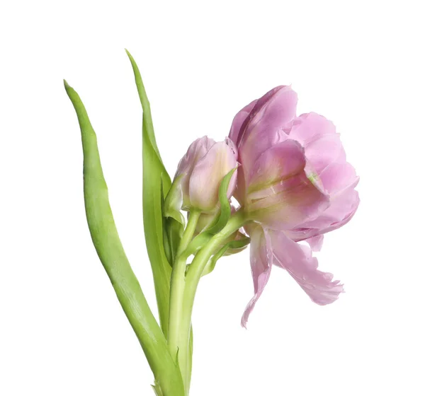 Gyönyörű Színes Tulipán Virág Elszigetelt Fehér — Stock Fotó