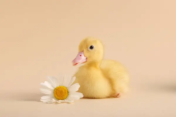 Baby Animal Cute Fluffy Duckling Flower Beige Background — Stock Photo, Image