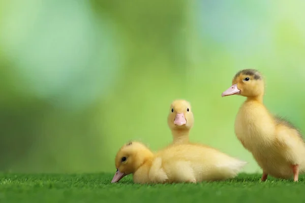 Cute Fluffy Ducklings Artificial Grass Blurred Background Space Text Baby — Stock Photo, Image