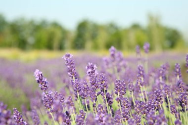 Güzel açan lavanta tarlada büyüyor, yakın plan. Metin için boşluk