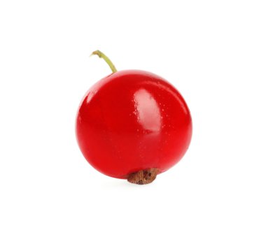 Bir olgun kırmızı frenk üzümü beyaza izole edilmiş.