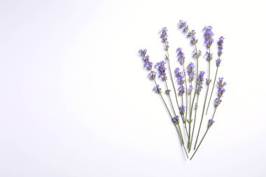 Beyaz arka planda güzel kokulu lavanta çiçekleri. Metin için boşluk