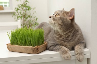 Beyaz masadaki taze yeşil çimlerin yanında sevimli bir kedi.