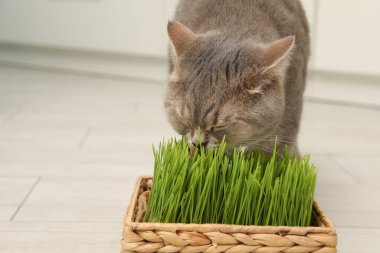 Yerde taze yeşil çimen yiyen sevimli kedi, yakın plan.