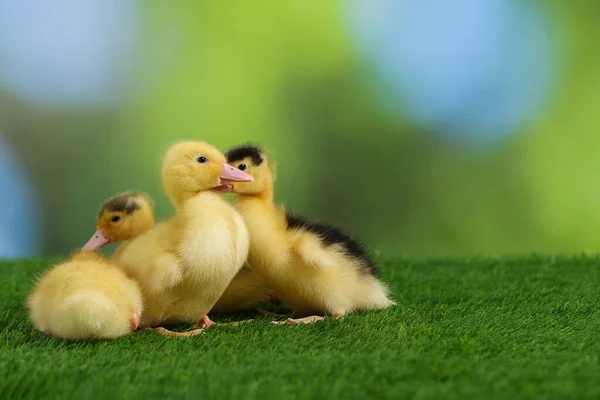 Cute Fluffy Ducklings Artificial Grass Blurred Background Space Text Baby — Stock Photo, Image