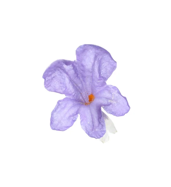 Piękny Aromatyczny Kwiat Lawendy Izolowany Białym — Zdjęcie stockowe