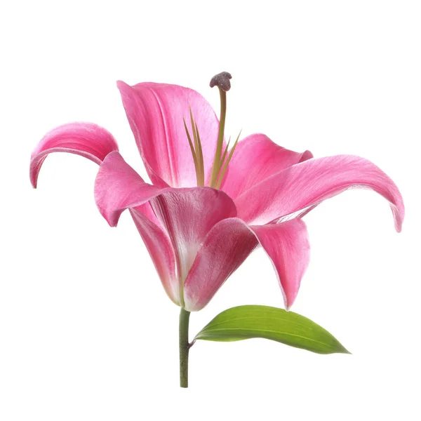 Beautiful Pink Lily Flower Isolated White — Stock Photo, Image