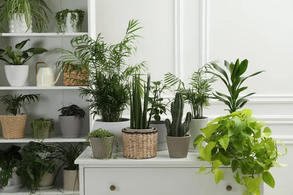 Green Potted Houseplants Shelves Chest Drawers Indoors — Stock Photo, Image