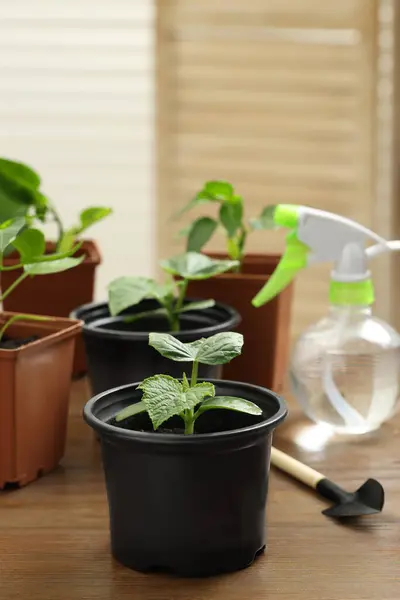 Seedlings growing in plastic containers with soil, gardening shovel and spray bottle on wooden table