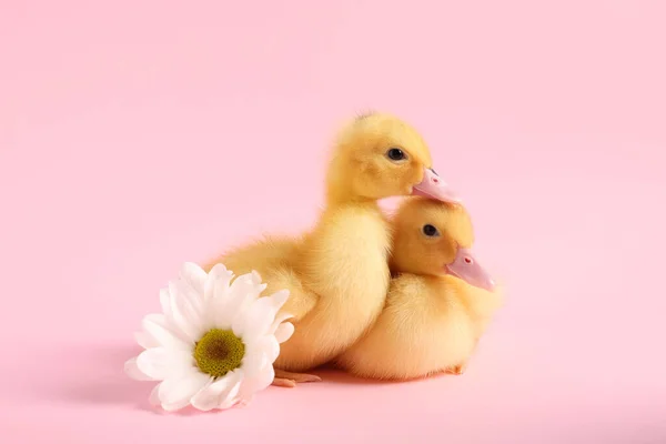 Baby animals. Cute fluffy ducklings sitting near flower on pink background