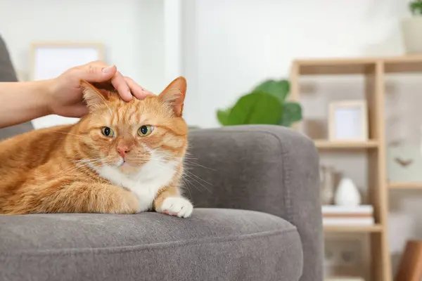 Woman petting cute ginger cat on armchair at home, closeup. Space for text