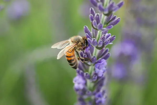 Včela Sbírající Nektar Krásné Levandule Květiny Venku Detailní — Stock fotografie