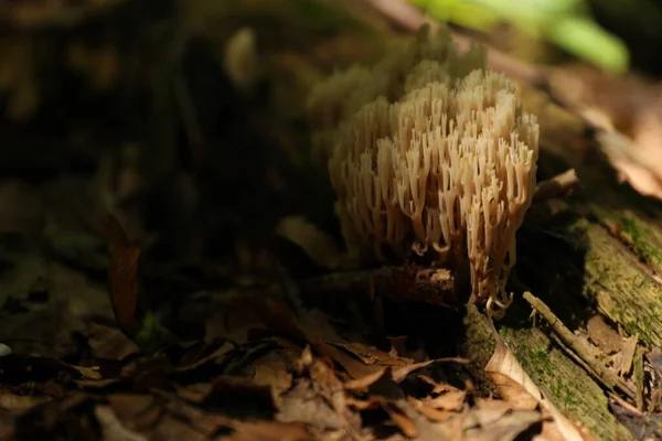 Cogumelos Que Crescem Tronco Árvore Floresta Espaço Para Texto — Fotografia de Stock