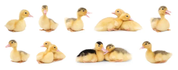 Collage Cute Fluffy Ducklings White Background Baby Animal — Stock Photo, Image