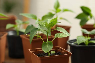Seedlings growing in plastic containers with soil on blurred background, closeup clipart