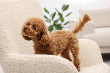 Evdeki rahat koltukta sevimli Maltipoo köpeği. Sevimli hayvan