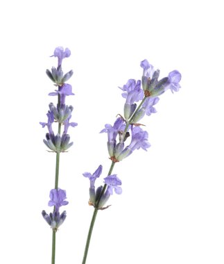 Güzel açan lavanta çiçekleri, beyazın üzerinde izole.