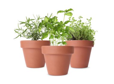 Beyaz tencerelerdeki farklı yeşil otlar.