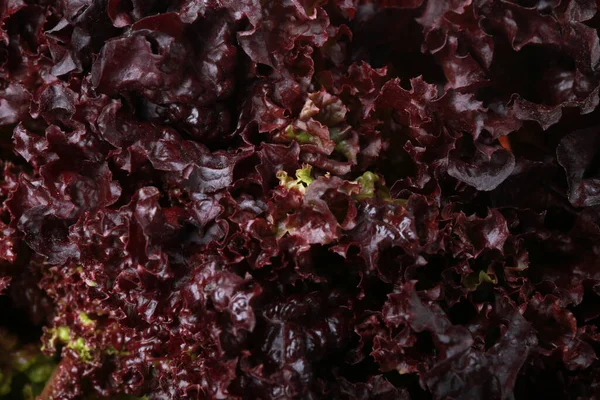 Fresh red coral lettuce as background, closeup
