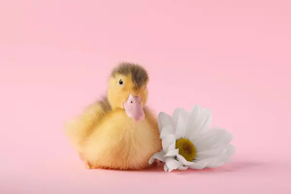 小动物粉红背景的可爱绒毛鸭靠近花朵 — 图库照片