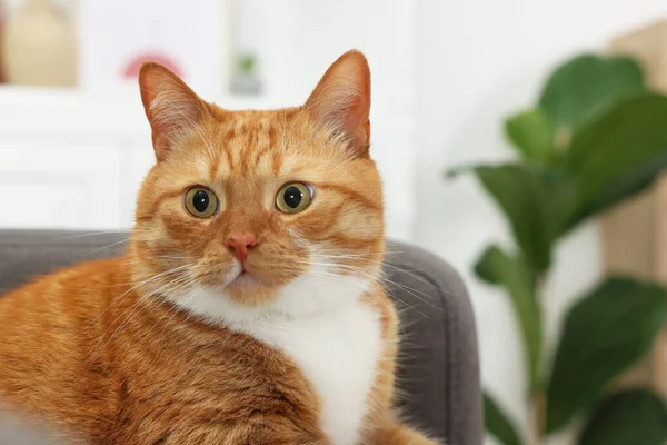 Evdeki Koltukta Yatan Sevimli Kızıl Kedi Metin Için Boşluk — Stok fotoğraf