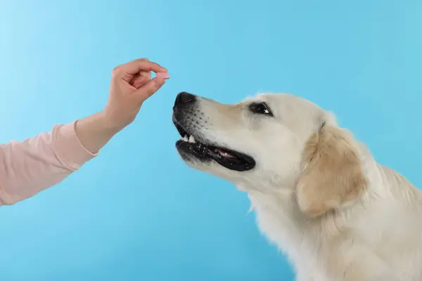 Kobieta Dając Pigułkę Cute Pies Labrador Retriever Jasnoniebieskim Tle Zbliżenie — Zdjęcie stockowe