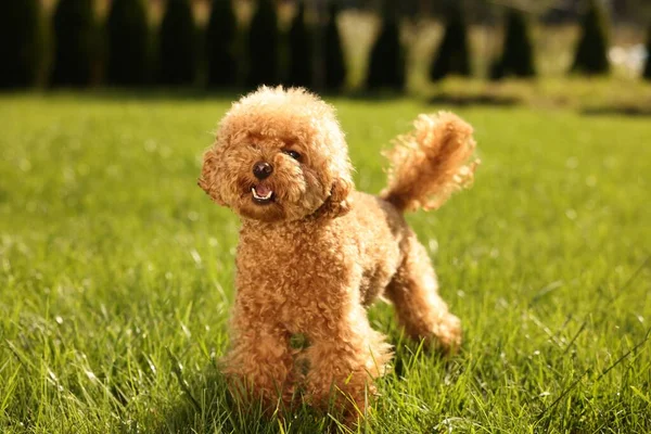 Симпатичная Собака Мальтипу Зеленой Лужайке Открытым Небом — стоковое фото