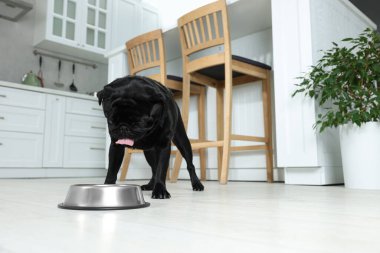 Tatlı Pug köpeği mutfakta metal kaseden yiyor, mesaj için yer var.