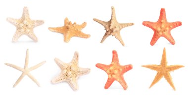 Beyazlar üzerinde izole edilmiş deniz yıldızlarıyla