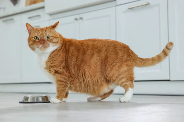 Evdeki Yemek Kasesinin Yanında Sevimli Kızıl Kedi — Stok fotoğraf