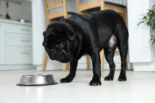 Cute Pug dog eating from metal bowl in kitchen