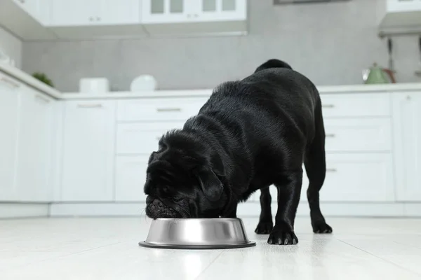 stock image Cute Pug dog eating from metal bowl in kitchen