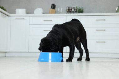 Tatlı Pug köpeği mutfaktaki plastik kaseden yiyor.