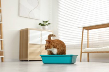 Evdeki çöp kutusunda sevimli kızıl kedi.