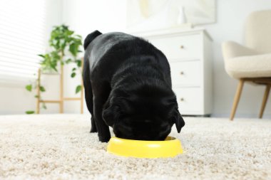 Tatlı Pug köpeği plastik kaseden yemek yiyor.