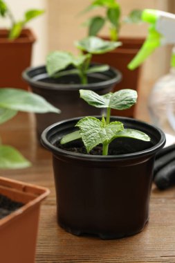 Tohumlar plastik kaplarda yetişiyor ve ahşap masada toprak var.